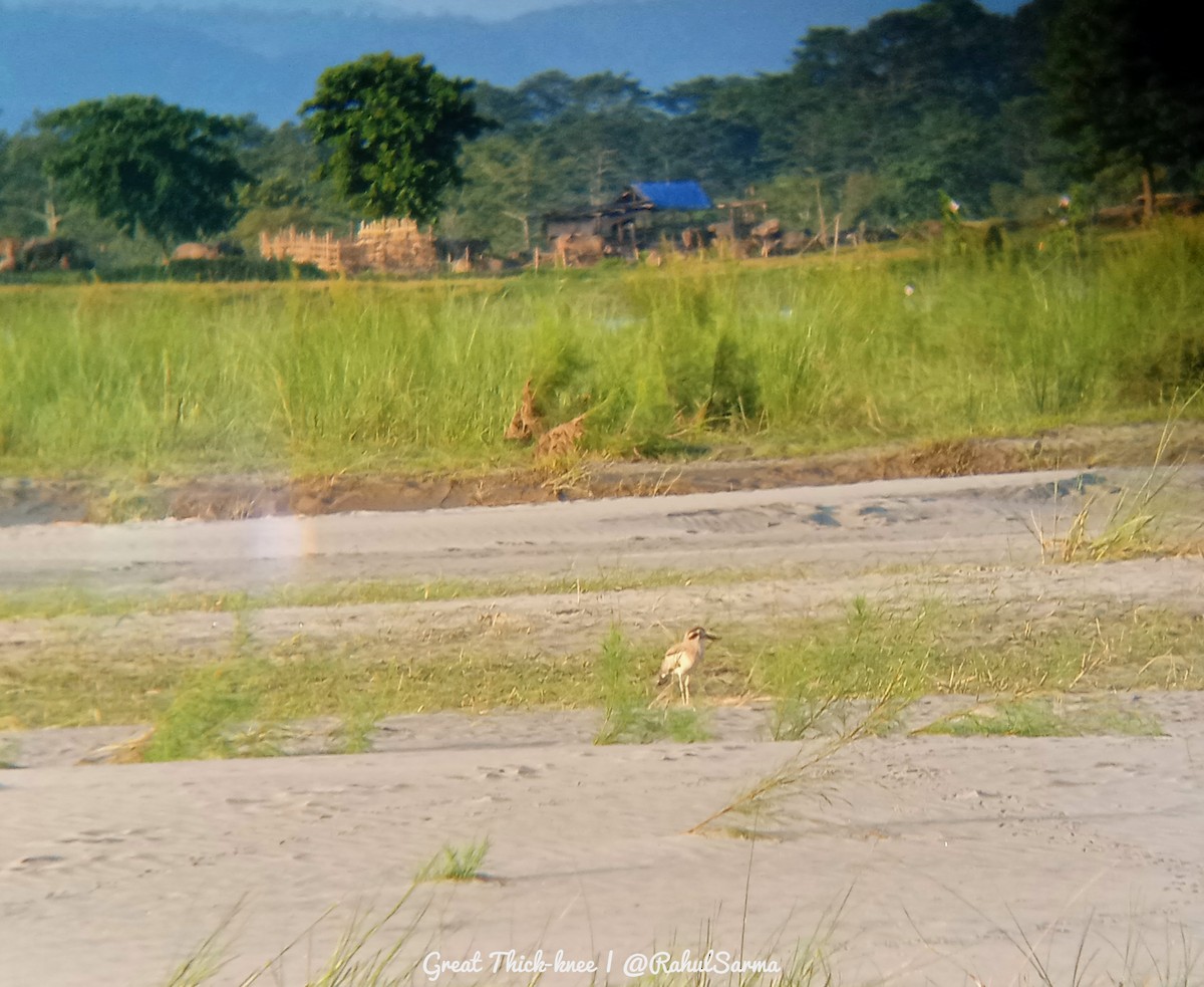 Great Thick-knee - ML638207339