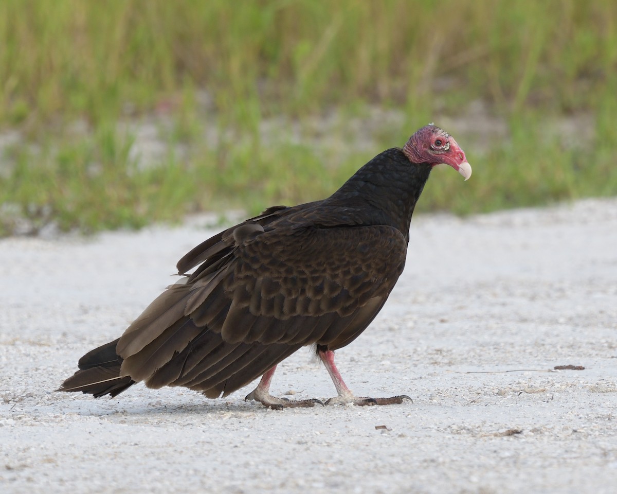 Turkey Vulture - ML638207350