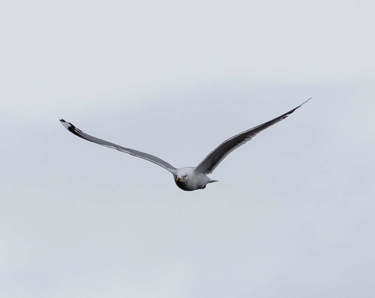 Short-billed Gull - ML638207377
