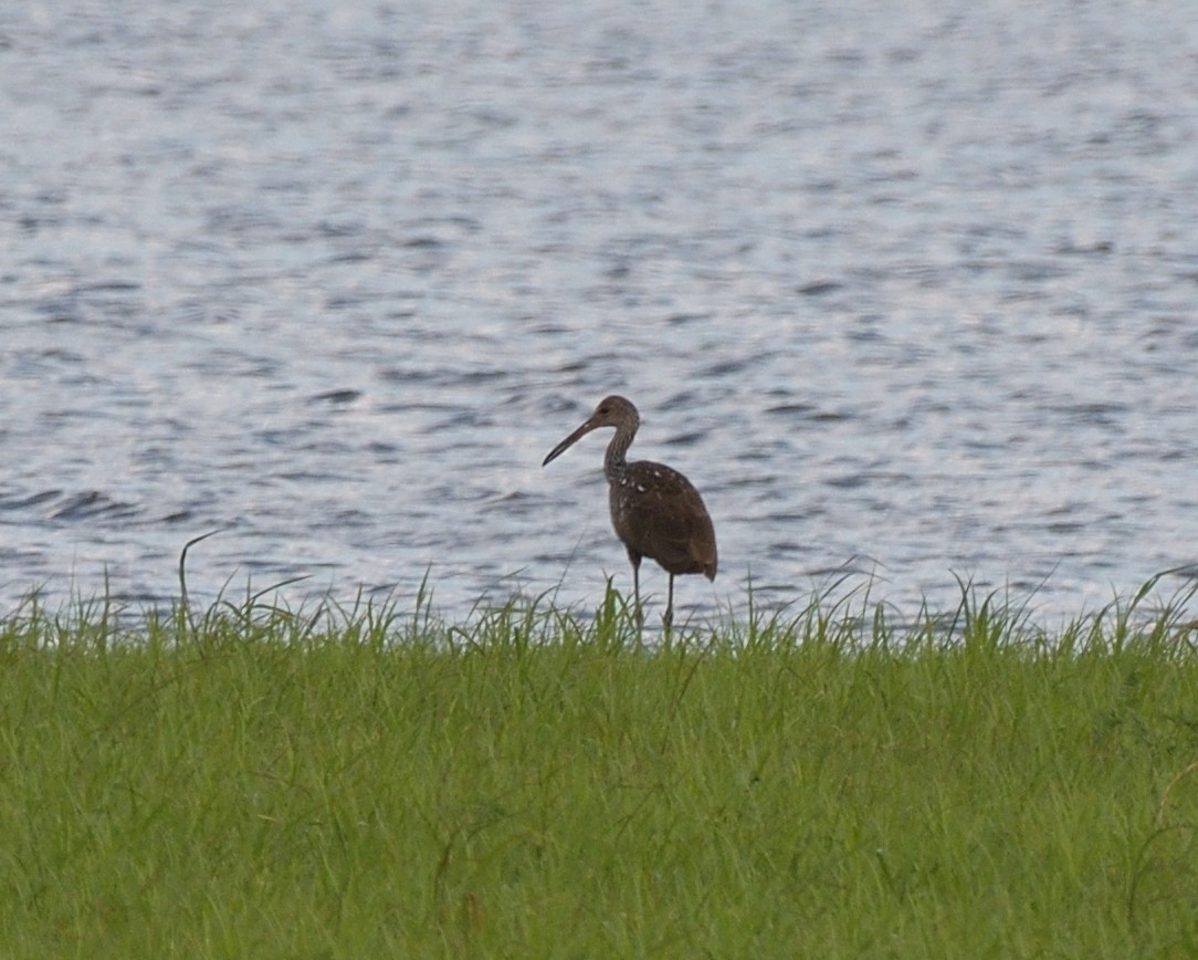 Limpkin - ML638207380