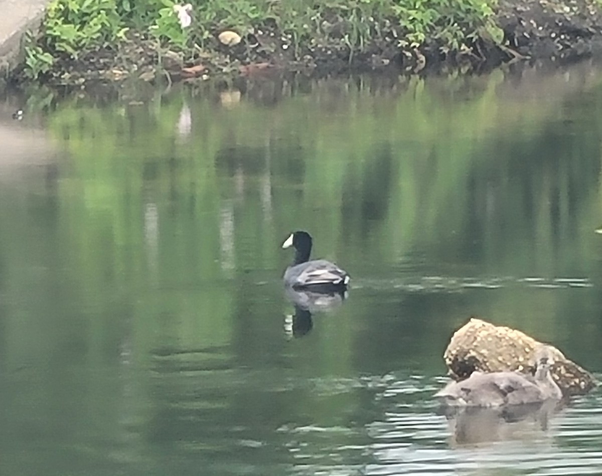 American Coot - ML638207381