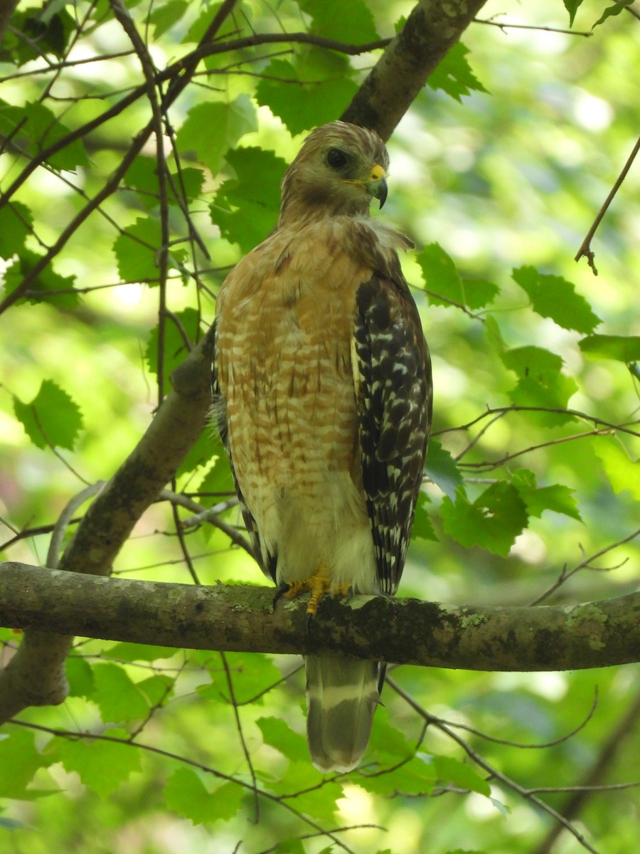 Red-shouldered Hawk - ML638207389