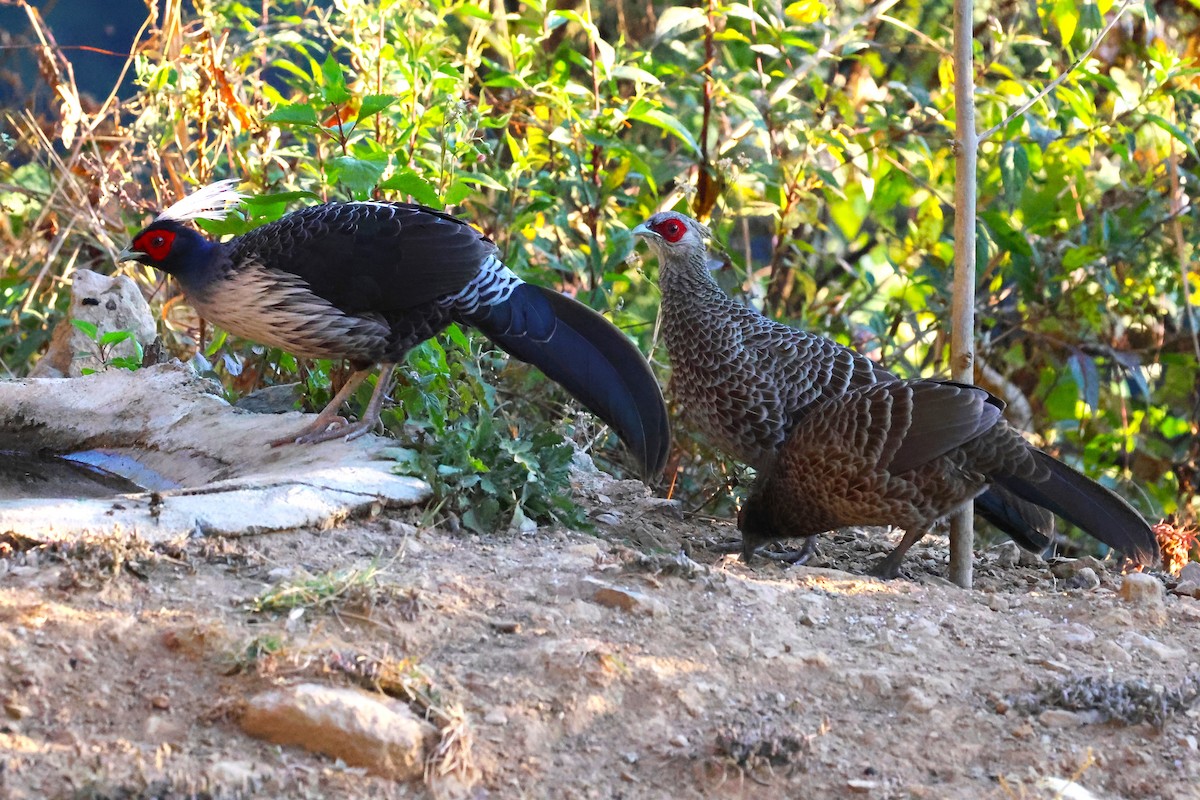 Kalij Pheasant - ML638207390
