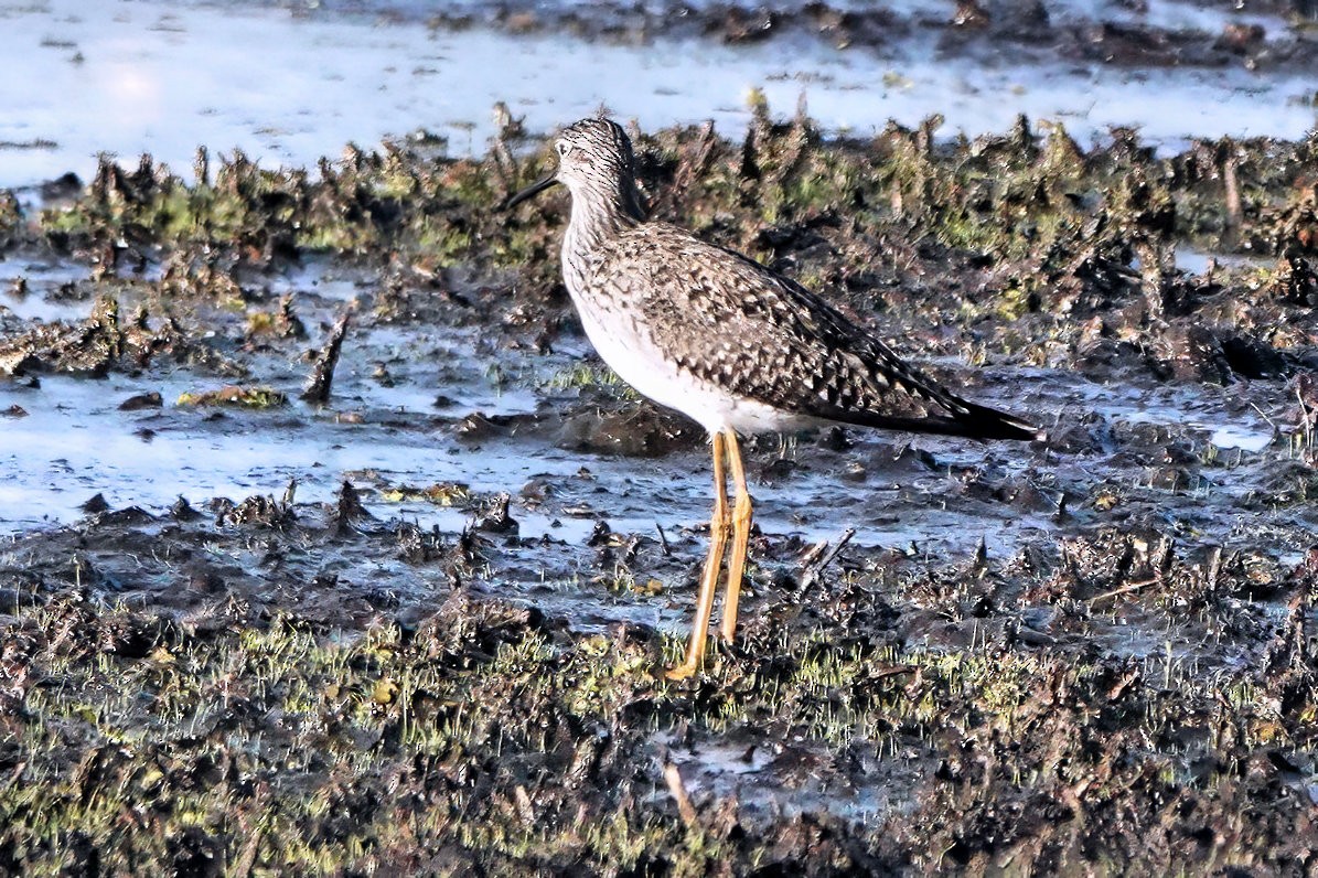 Lesser Yellowlegs - ML638207399