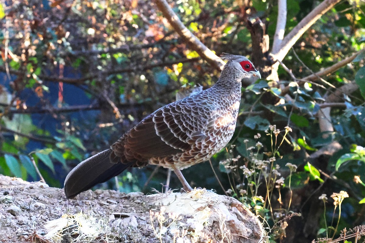 Kalij Pheasant - ML638207431
