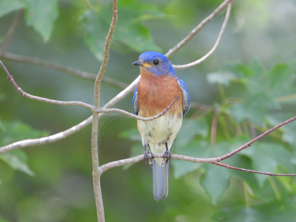 Eastern Bluebird - ML638207432