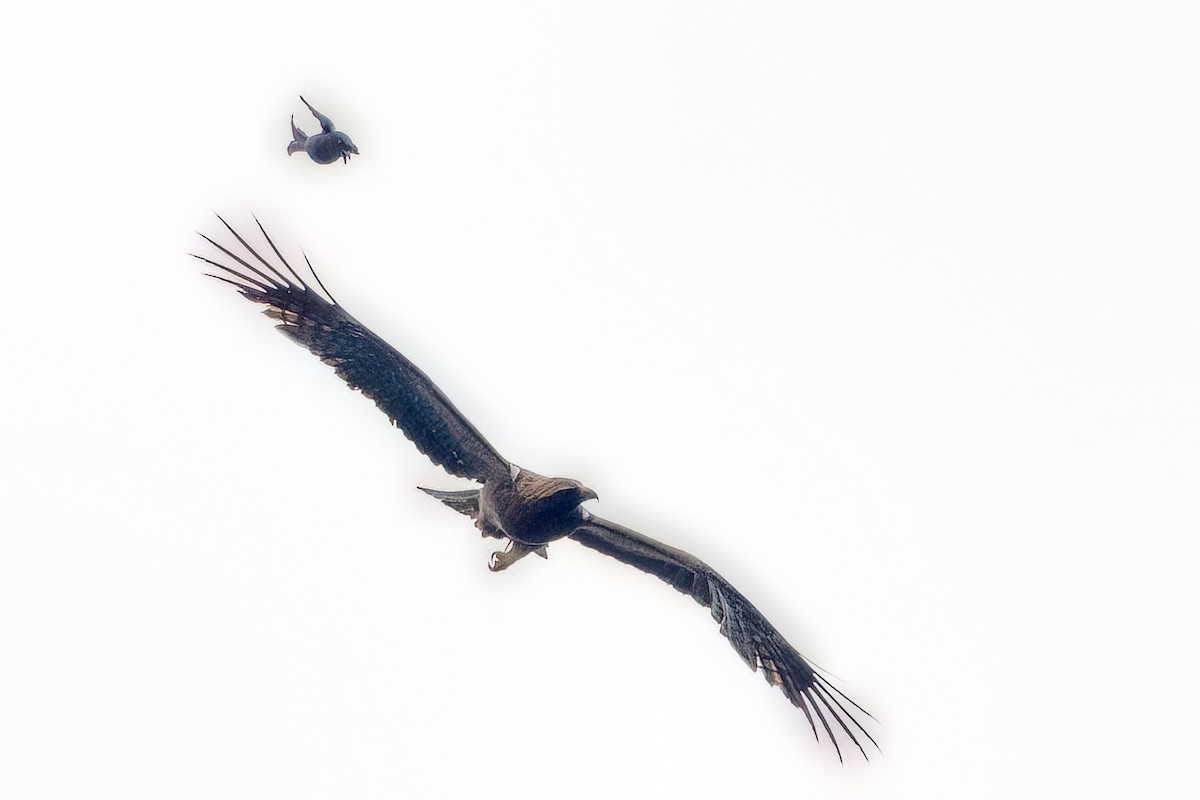 Black Eagle - ML638207437