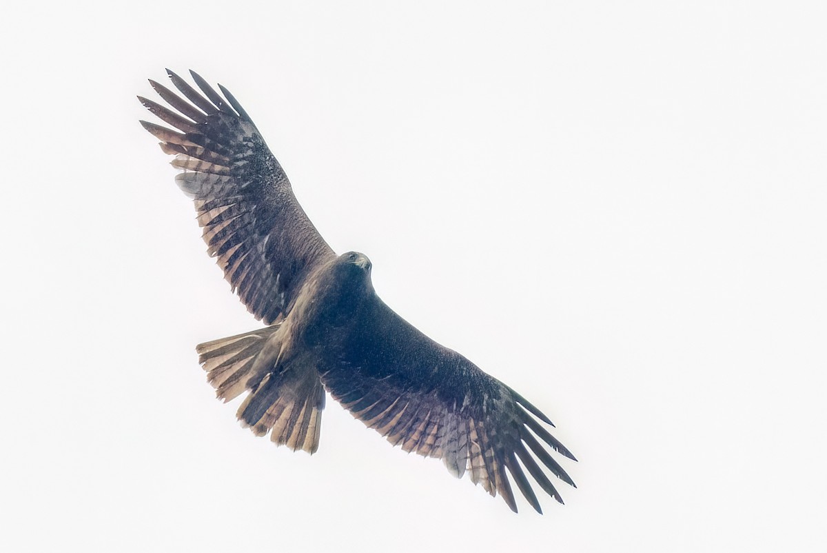 Black Eagle - ML638207438