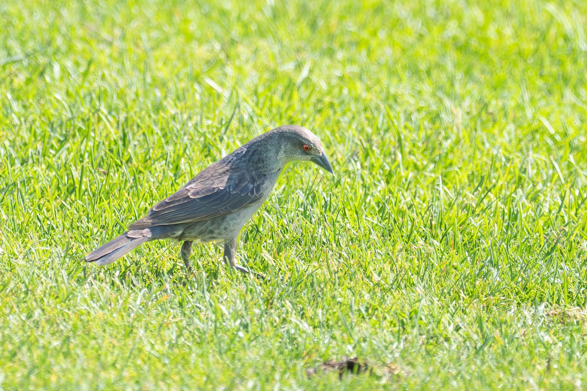 Bronzed Cowbird - ML638207453