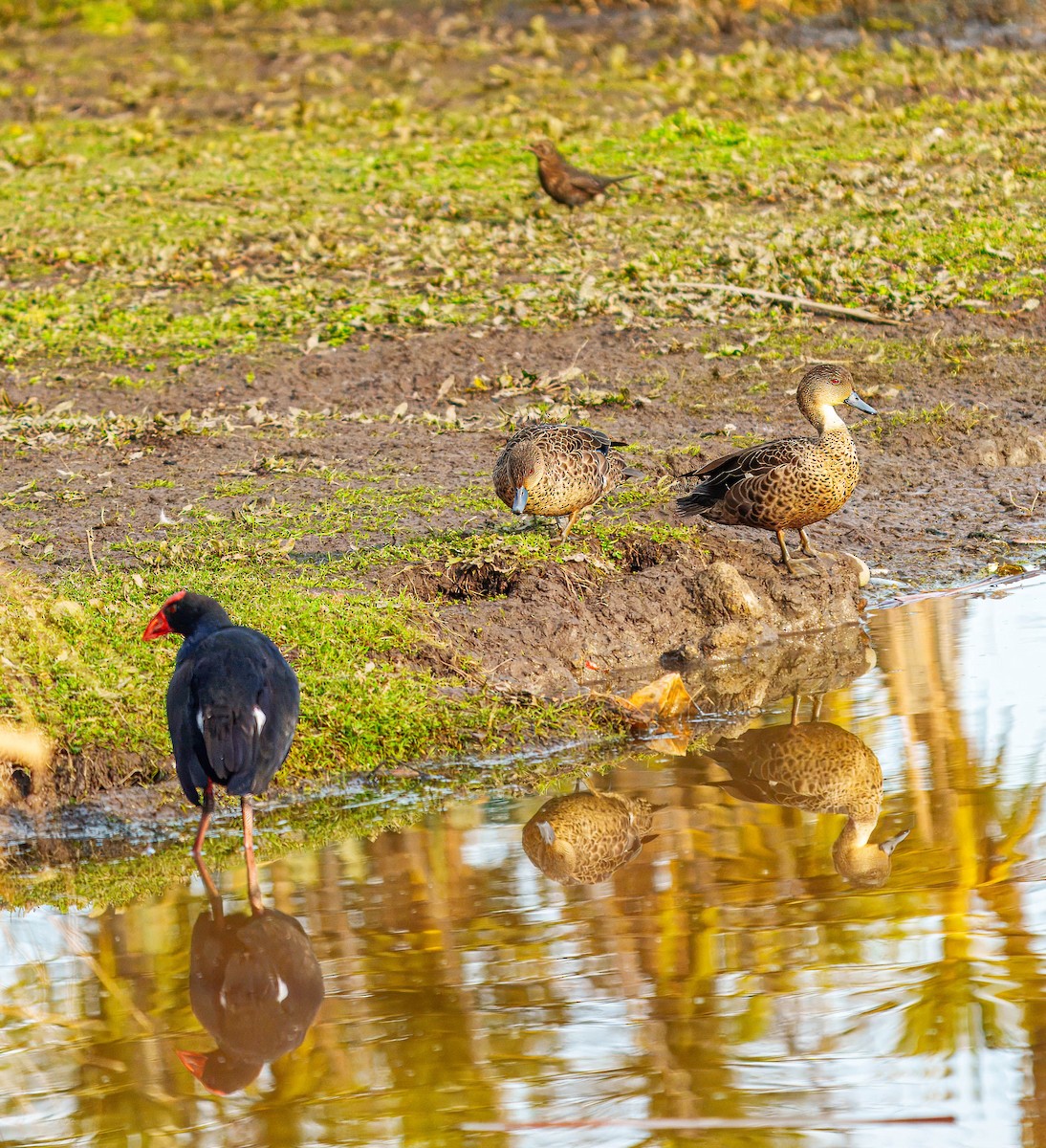 Australasian Swamphen - ML638207457
