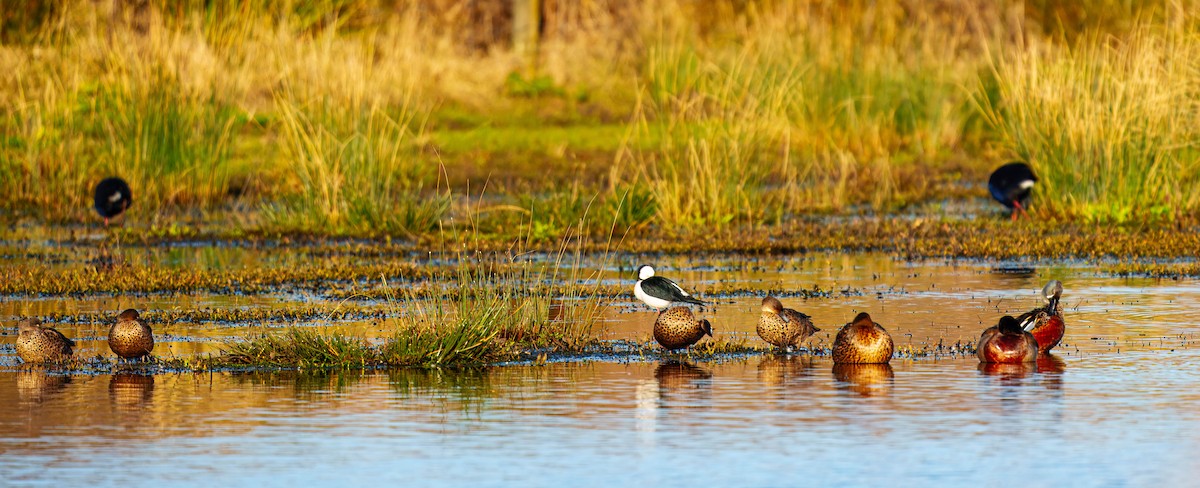 Australasian Swamphen - ML638207458
