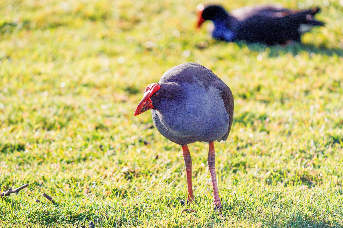 Australasian Swamphen - ML638207460