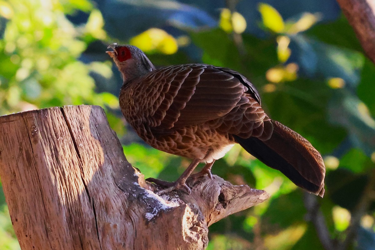 Kalij Pheasant - ML638207468