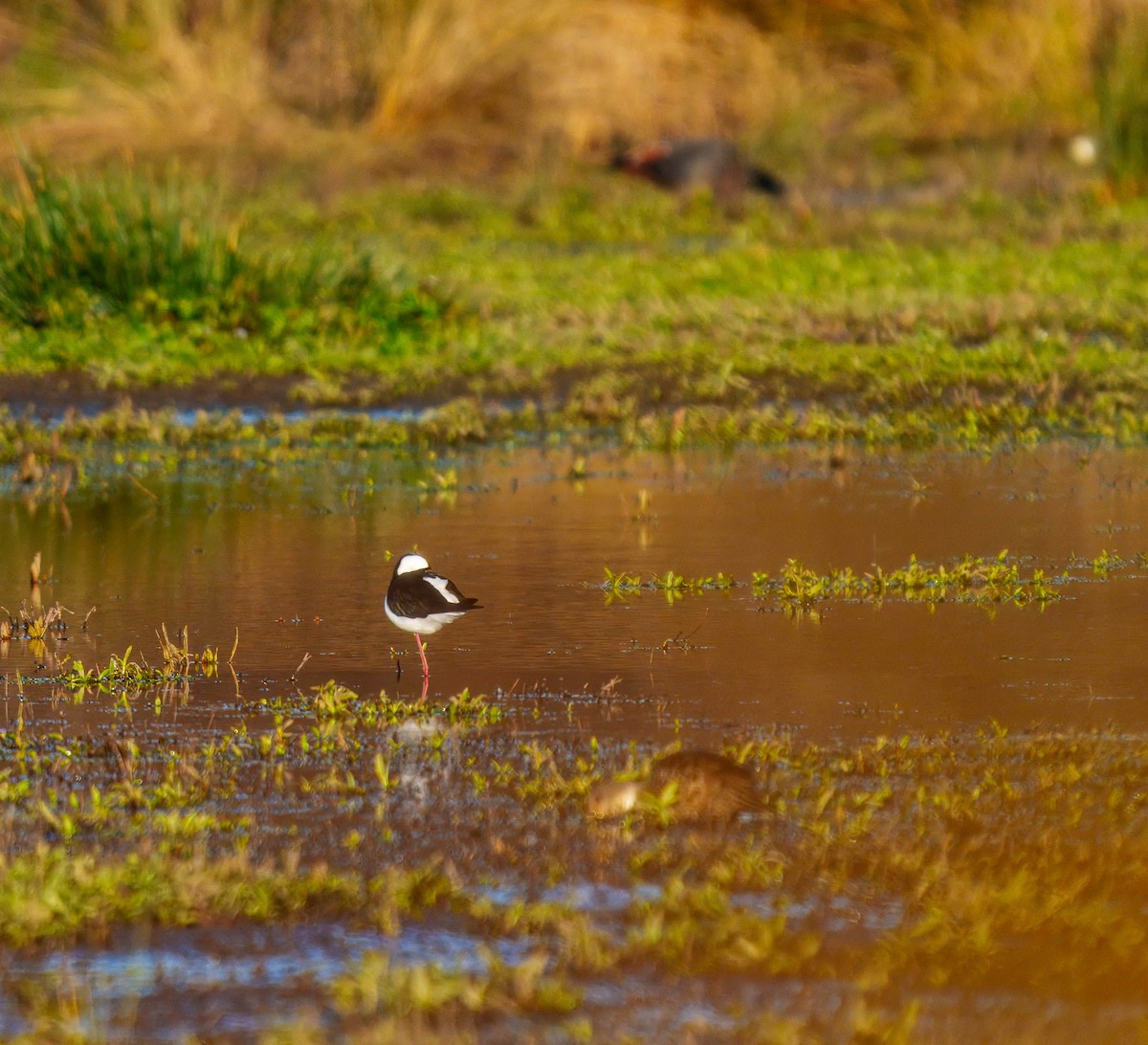 Pied Stilt - ML638207475