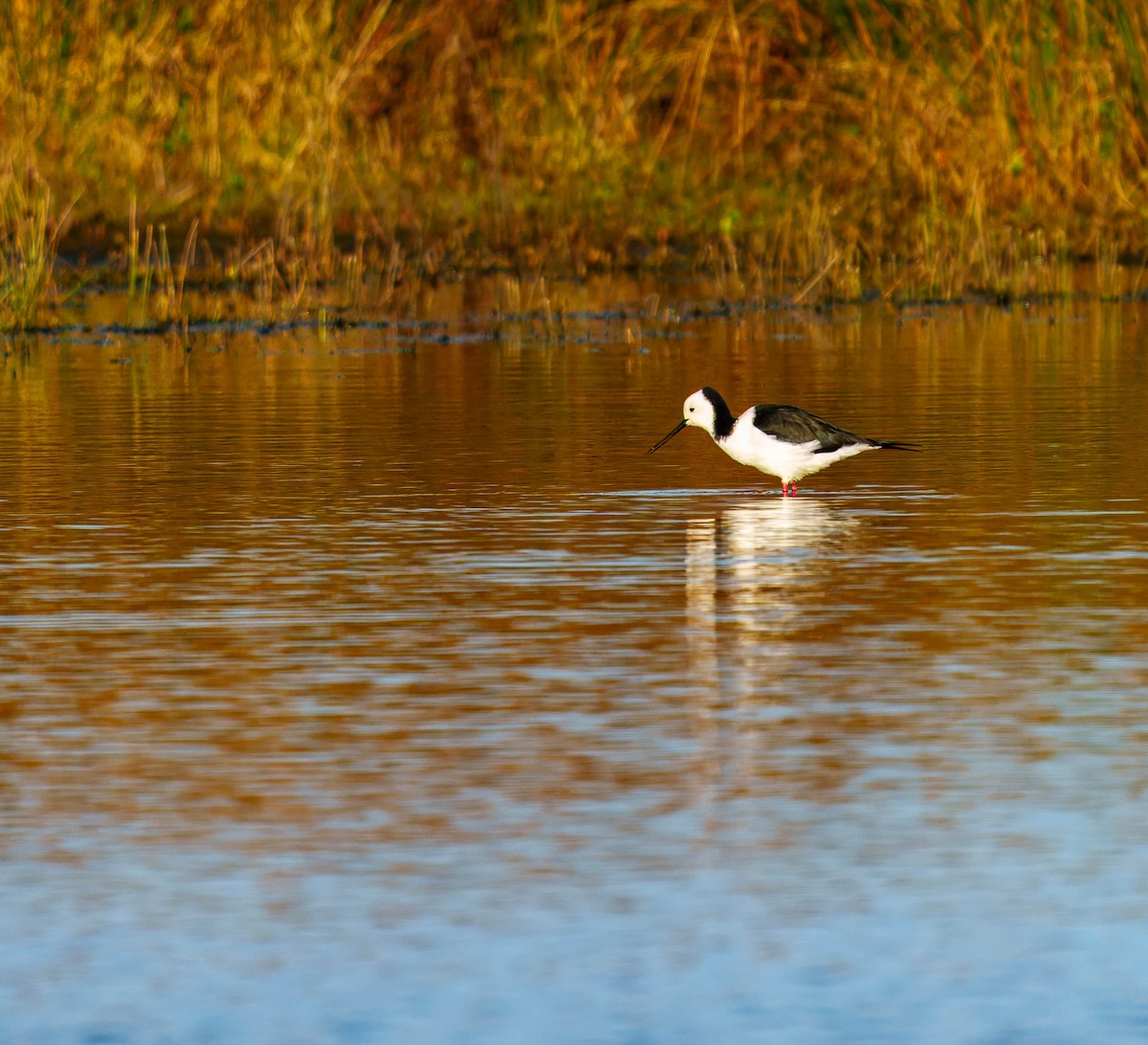 Pied Stilt - ML638207476