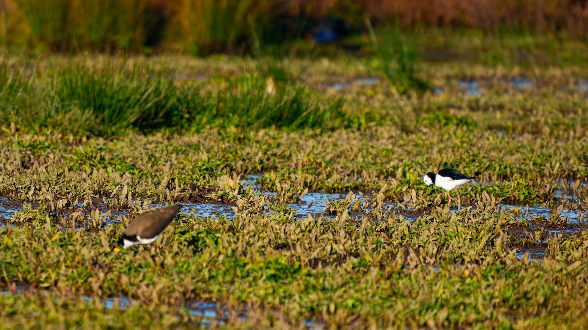 Pied Stilt - ML638207477