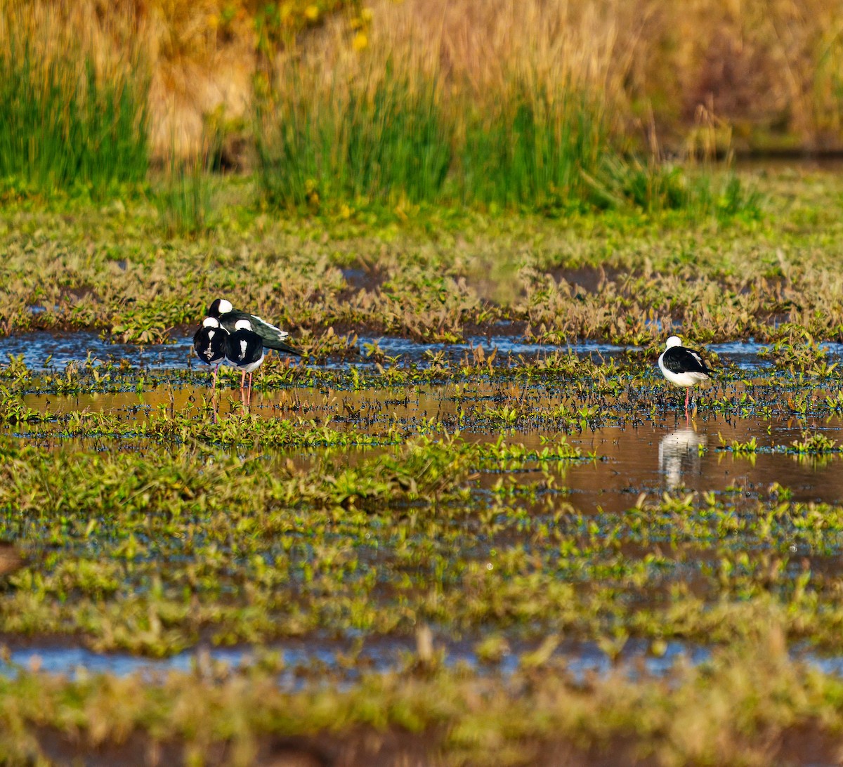 Pied Stilt - ML638207478