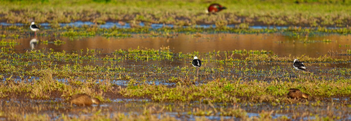 Pied Stilt - ML638207479