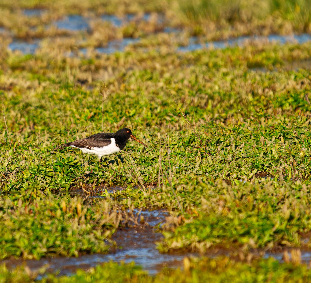 South Island Oystercatcher - ML638207488