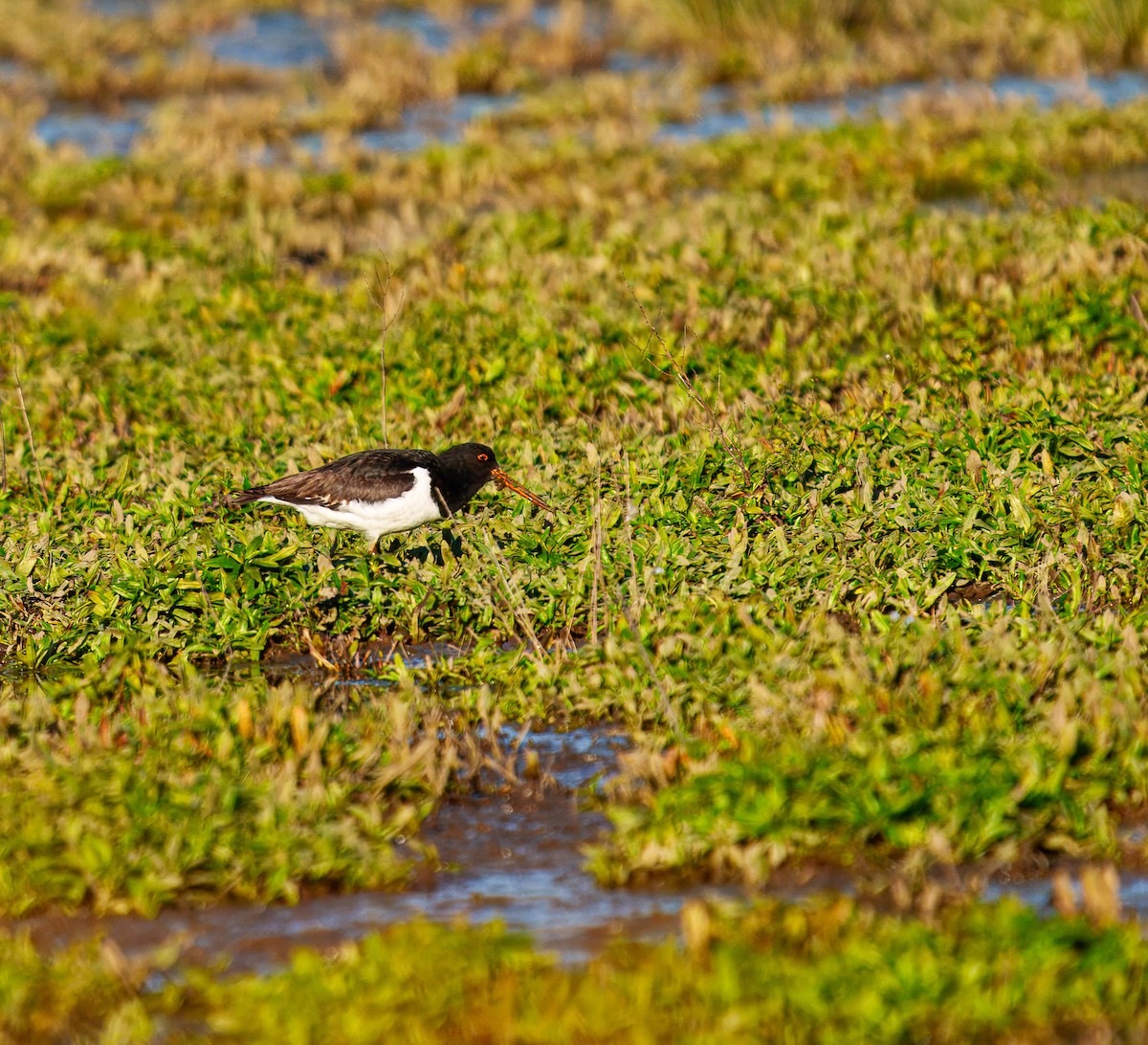 South Island Oystercatcher - ML638207489