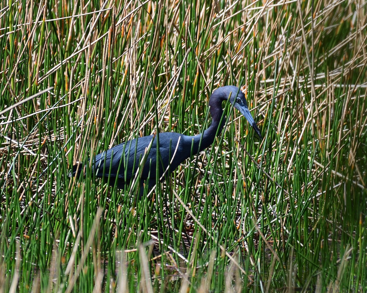 Little Blue Heron - ML638207497