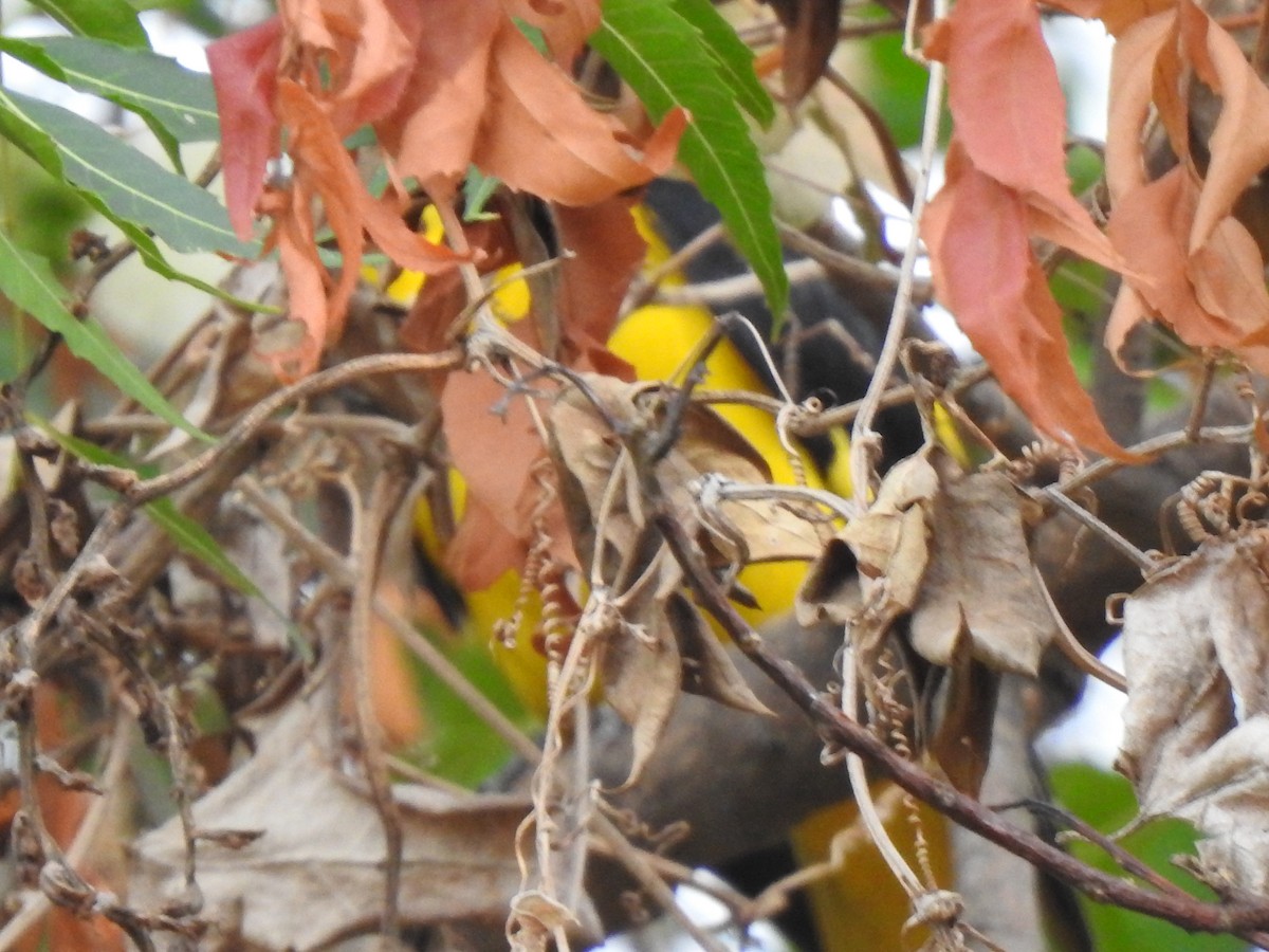 Indian Golden Oriole - ML638207498