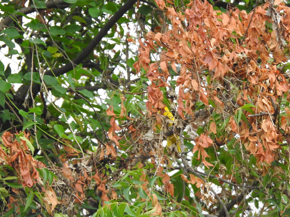Indian Golden Oriole - ML638207499