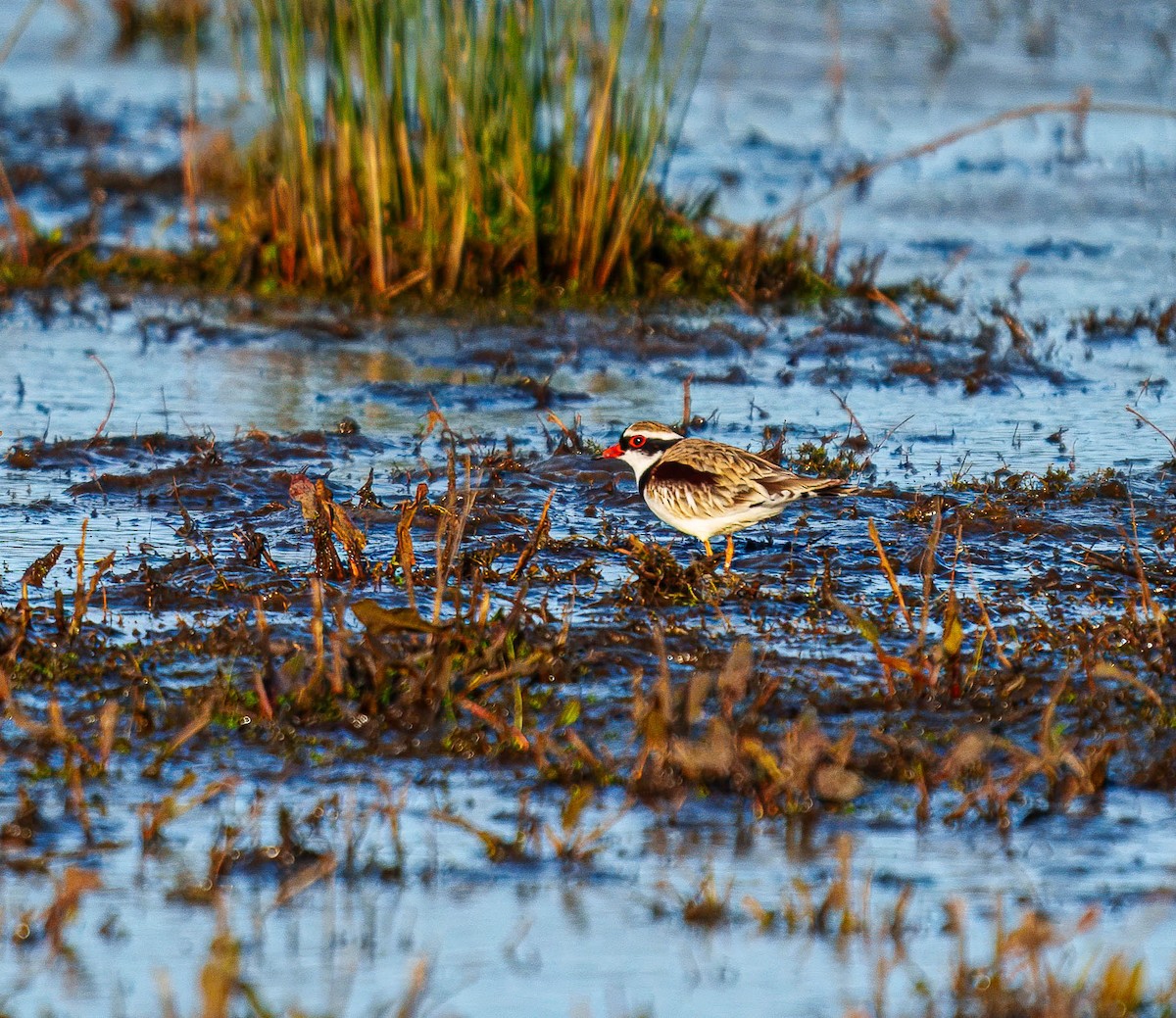 Black-fronted Dotterel - ML638207501