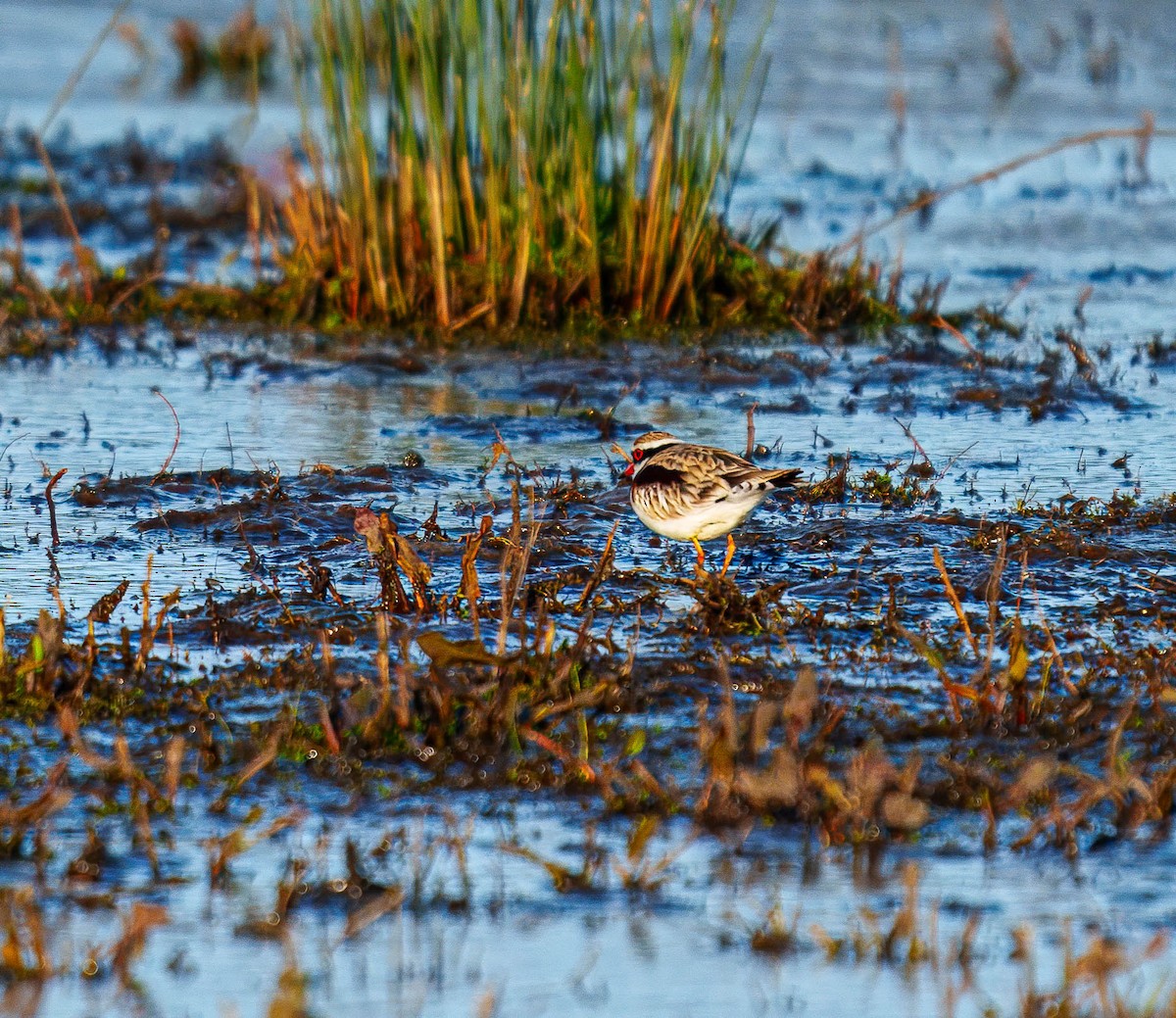 Black-fronted Dotterel - ML638207503