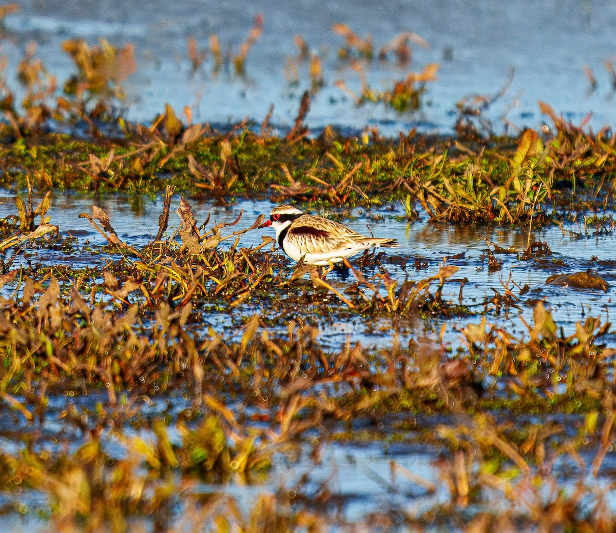 Black-fronted Dotterel - ML638207504
