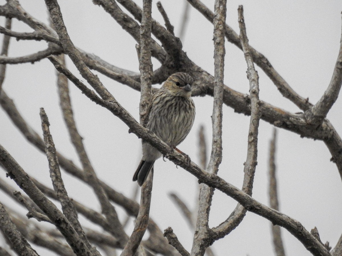 Ash-breasted Sierra Finch - ML638207506