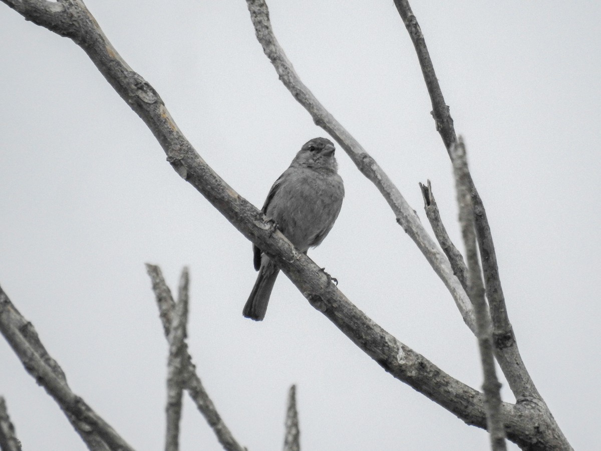 Ash-breasted Sierra Finch - ML638207507
