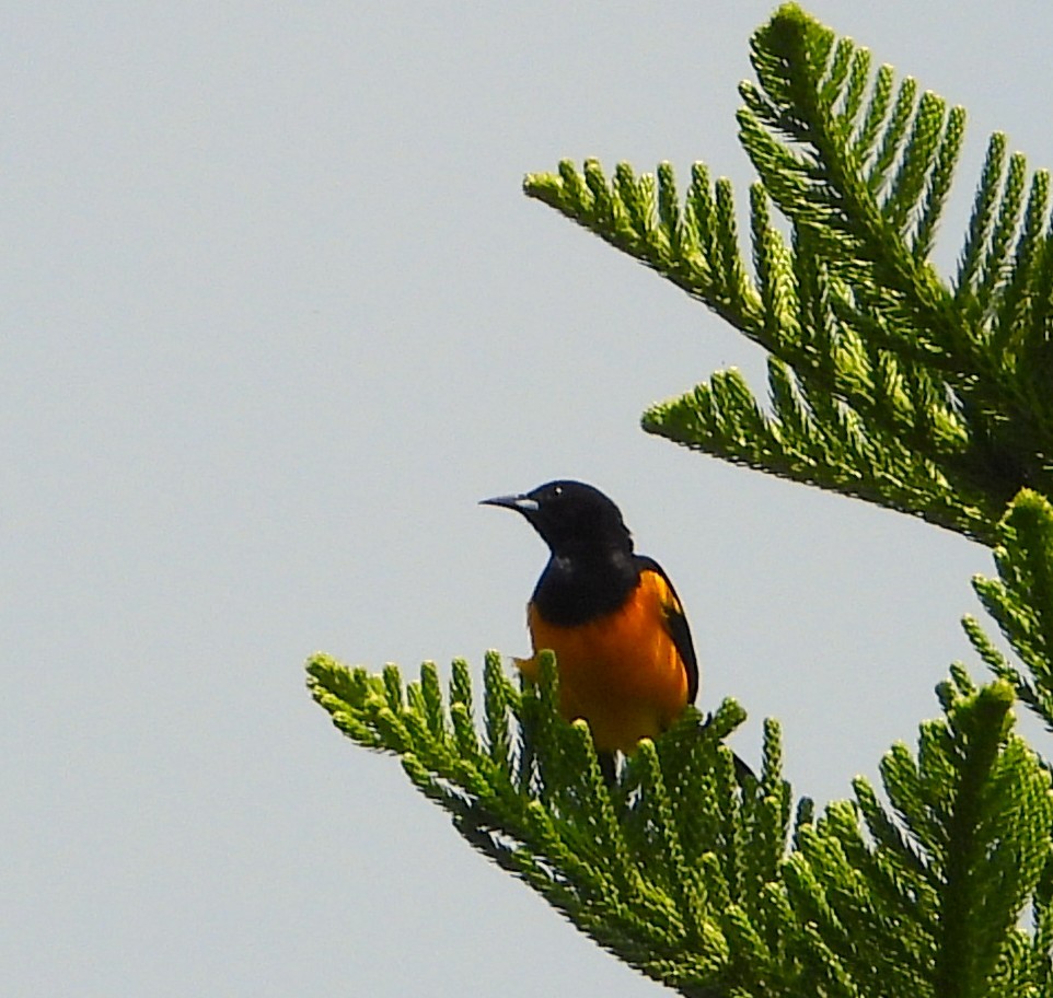 Black-vented Oriole - ML638207511