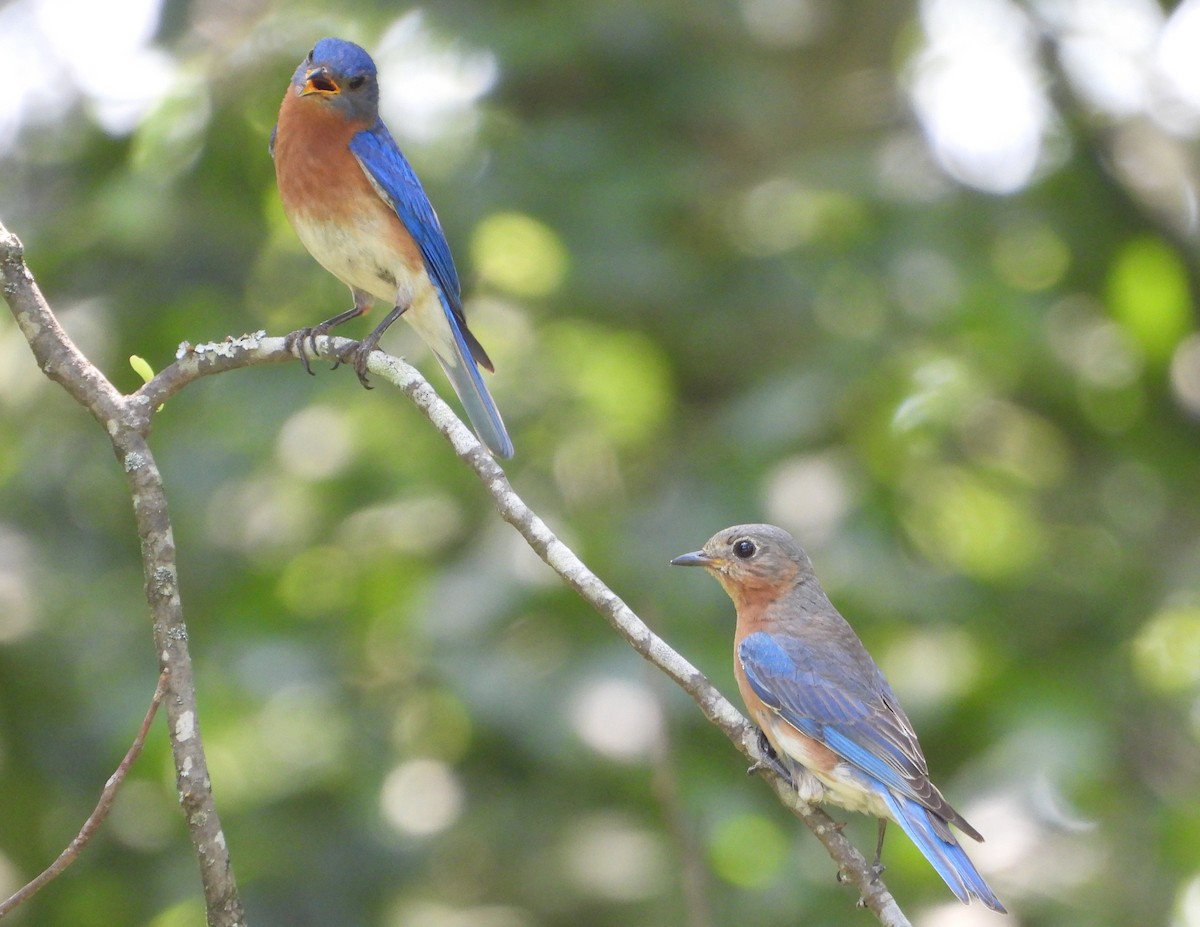 Eastern Bluebird - ML638207512