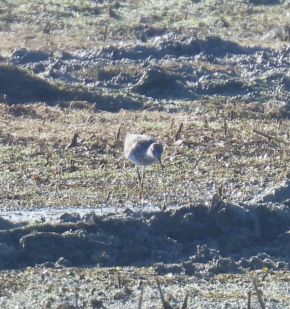 Lesser Yellowlegs - ML638207515