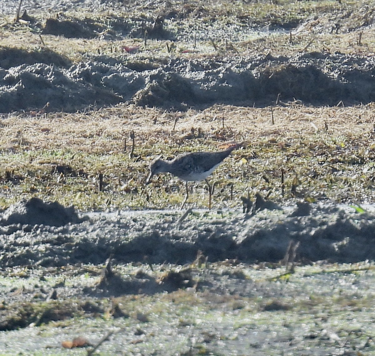 Lesser Yellowlegs - ML638207516