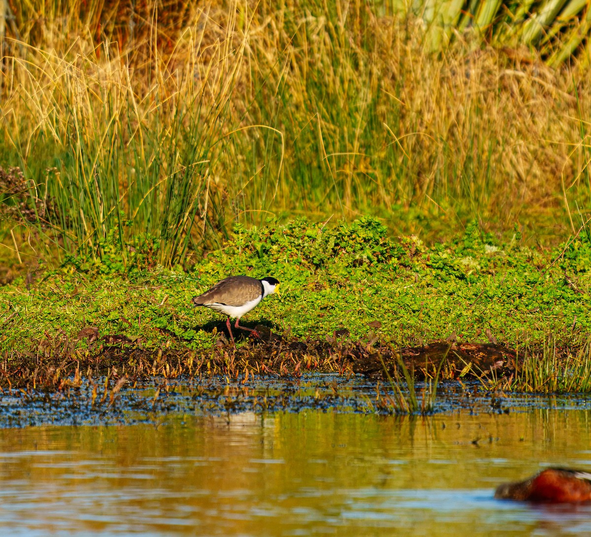 Masked Lapwing - ML638207524