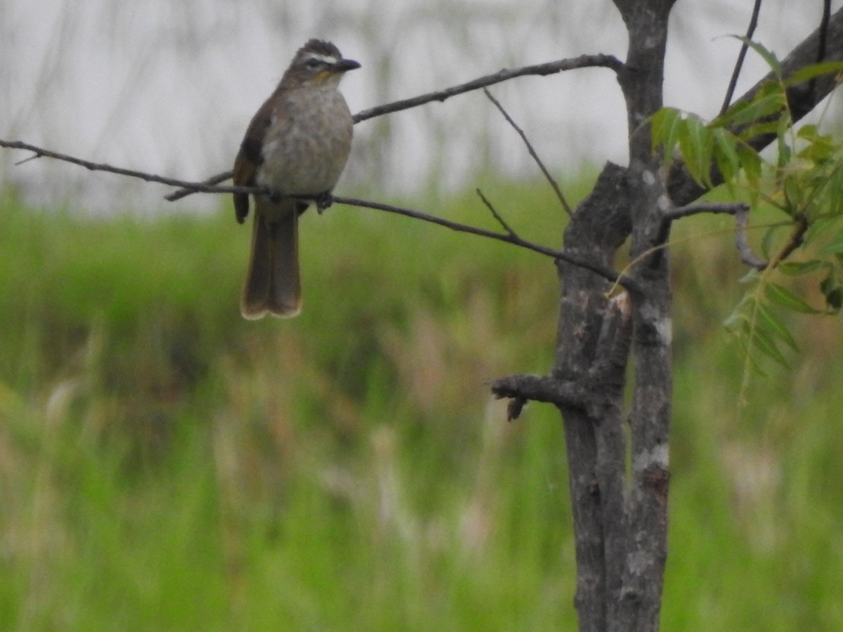 White-browed Bulbul - ML638207526