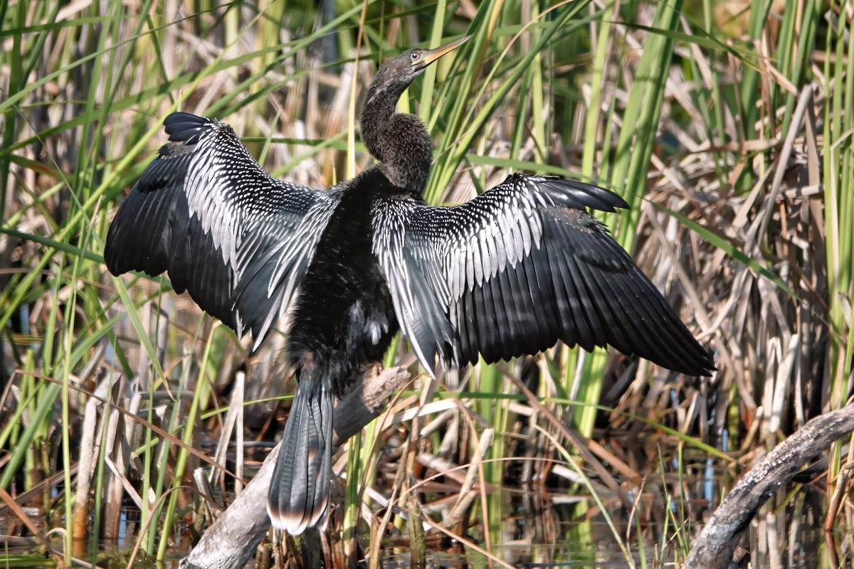 Anhinga - ML638207527