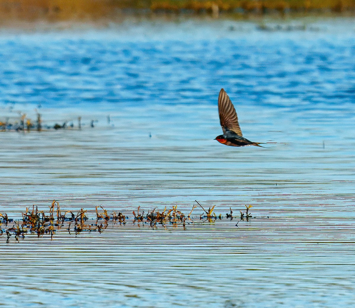 Welcome Swallow - ML638207529