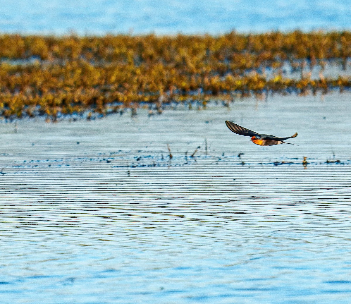 Welcome Swallow - ML638207530