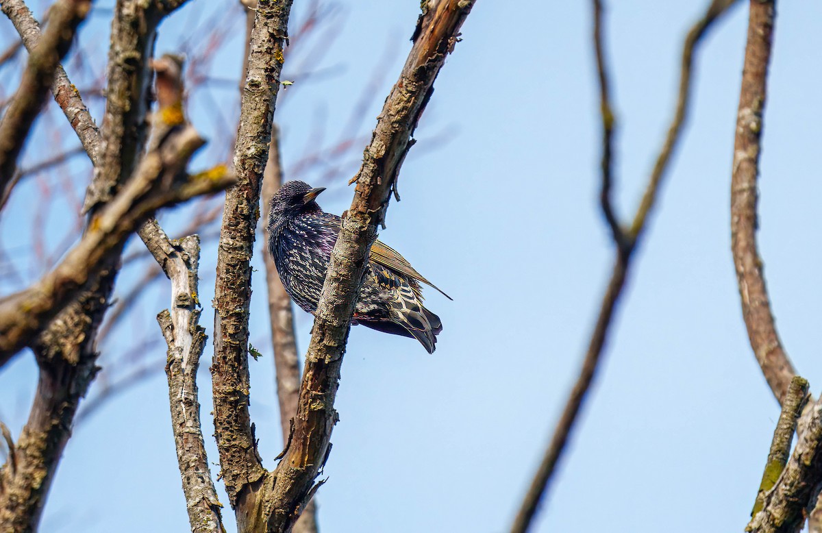 European Starling - ML638207535