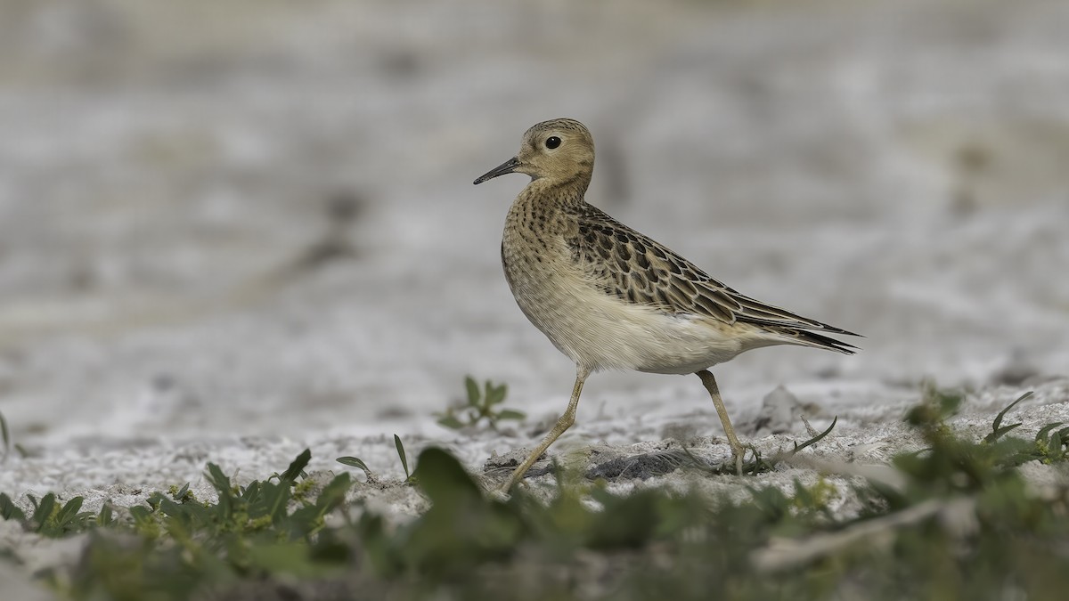 Buff-breasted Sandpiper - ML638207541