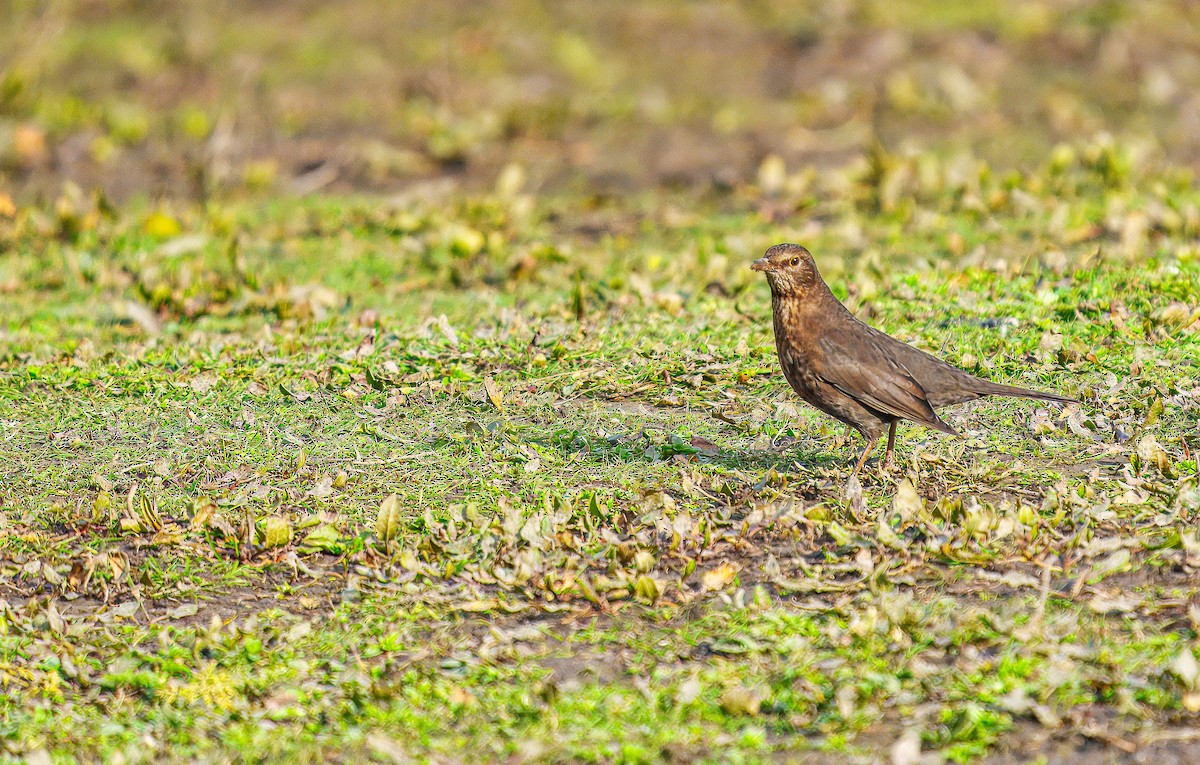 Eurasian Blackbird - ML638207547