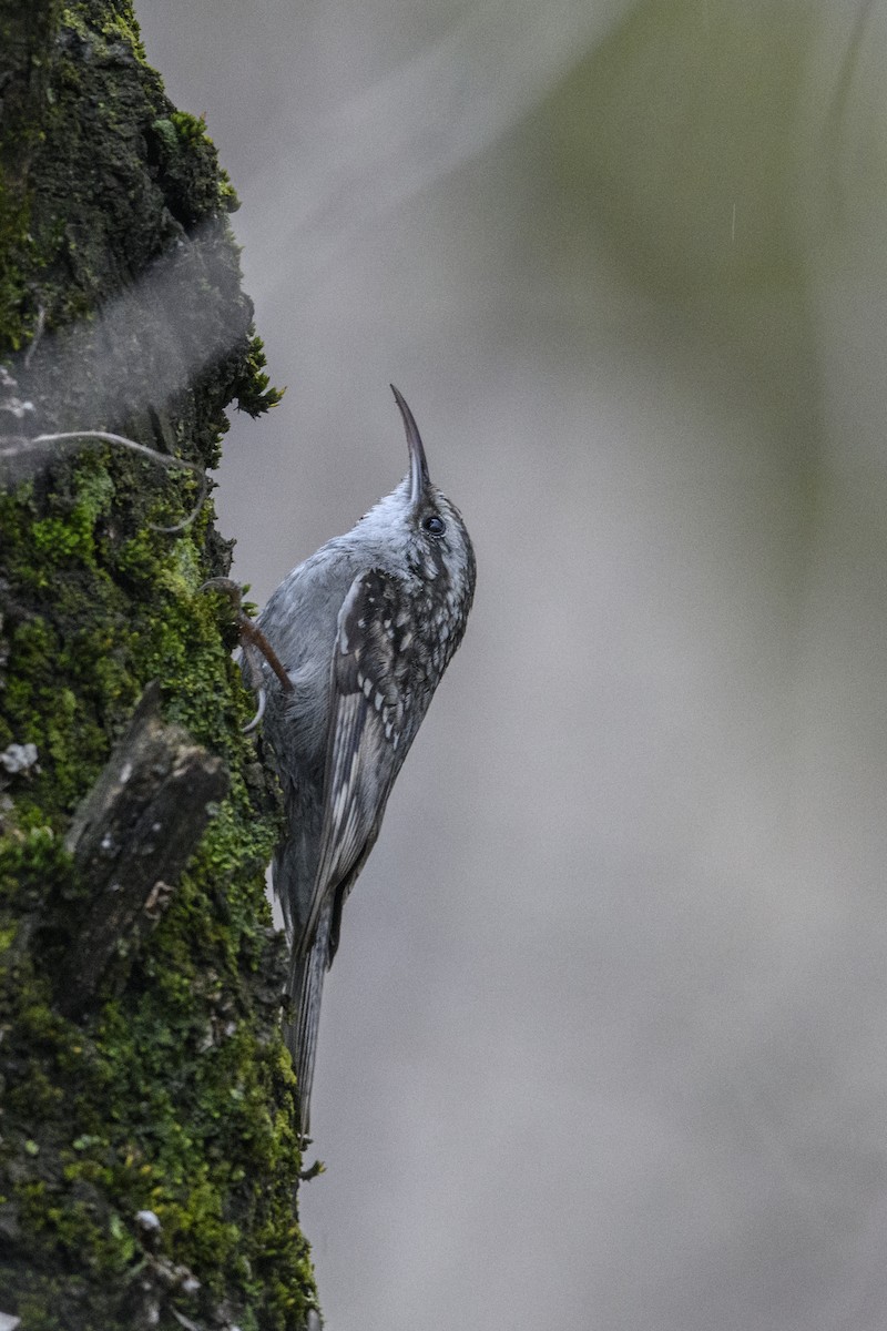 Bar-tailed Treecreeper - ML638207551