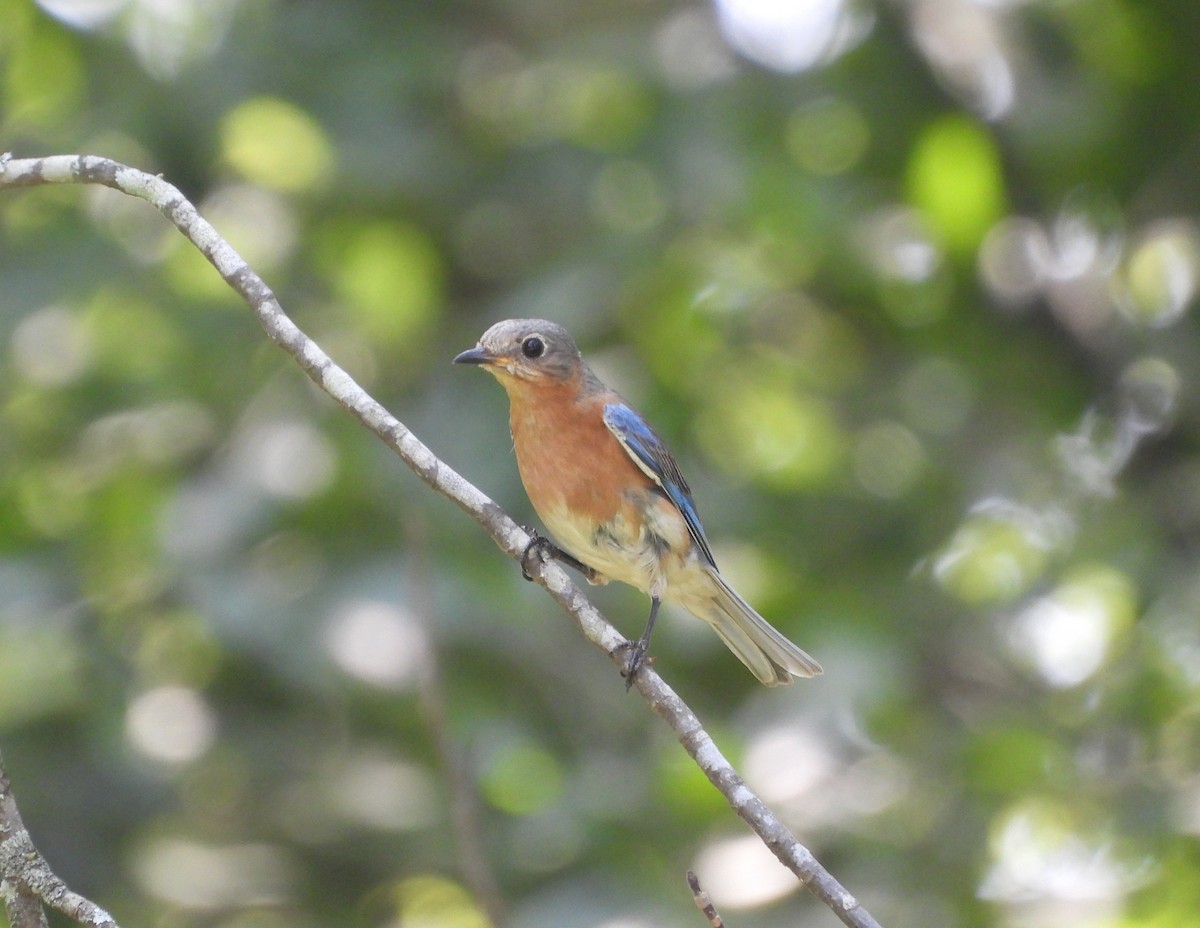 Eastern Bluebird - ML638207557