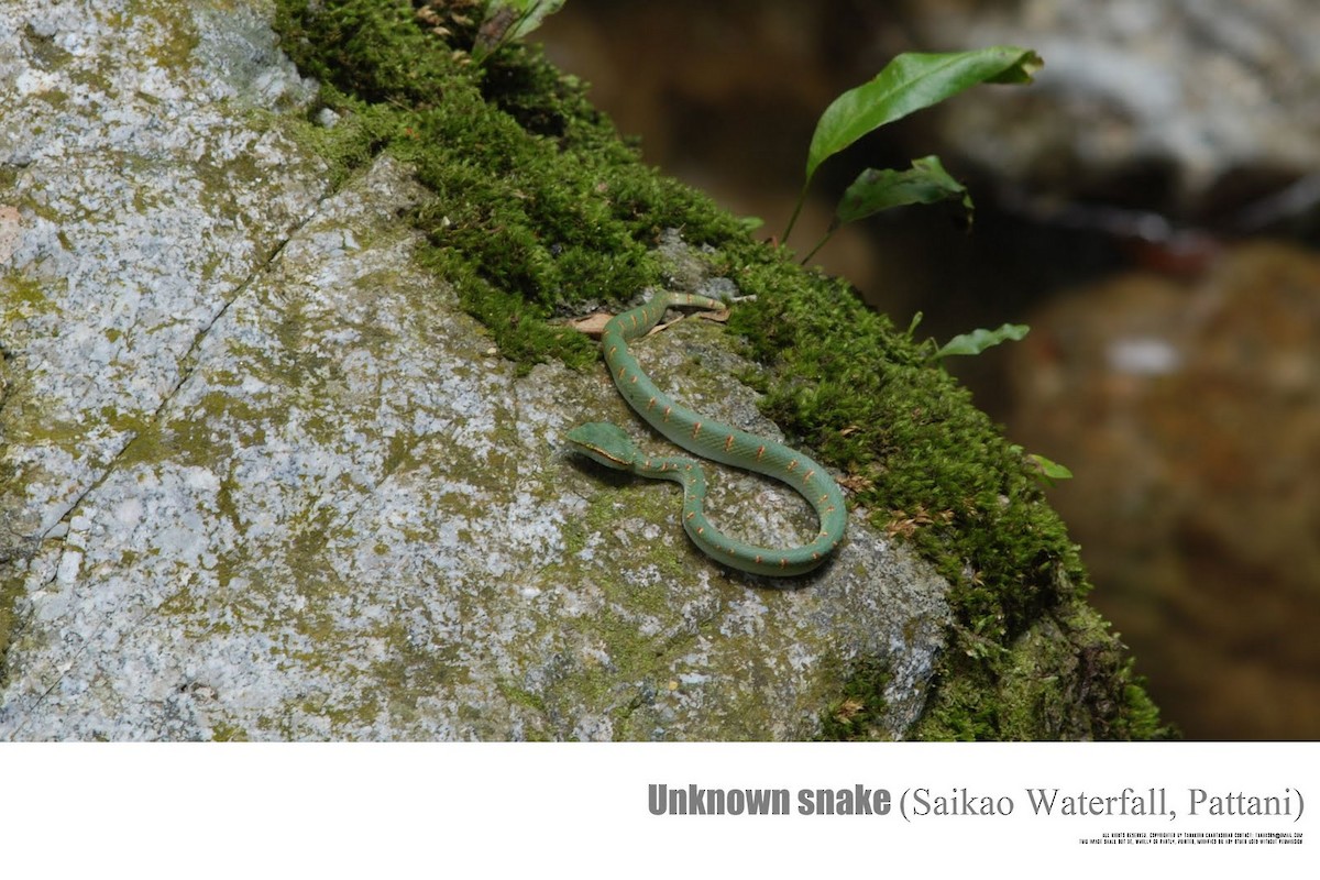 Animals - ML638207574