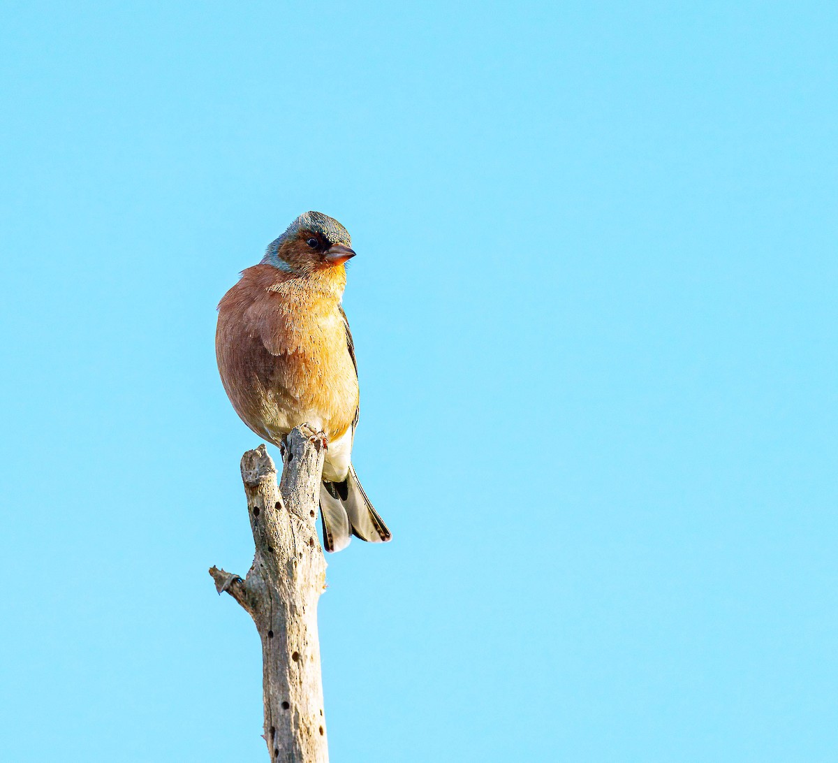 Common Chaffinch - ML638207575