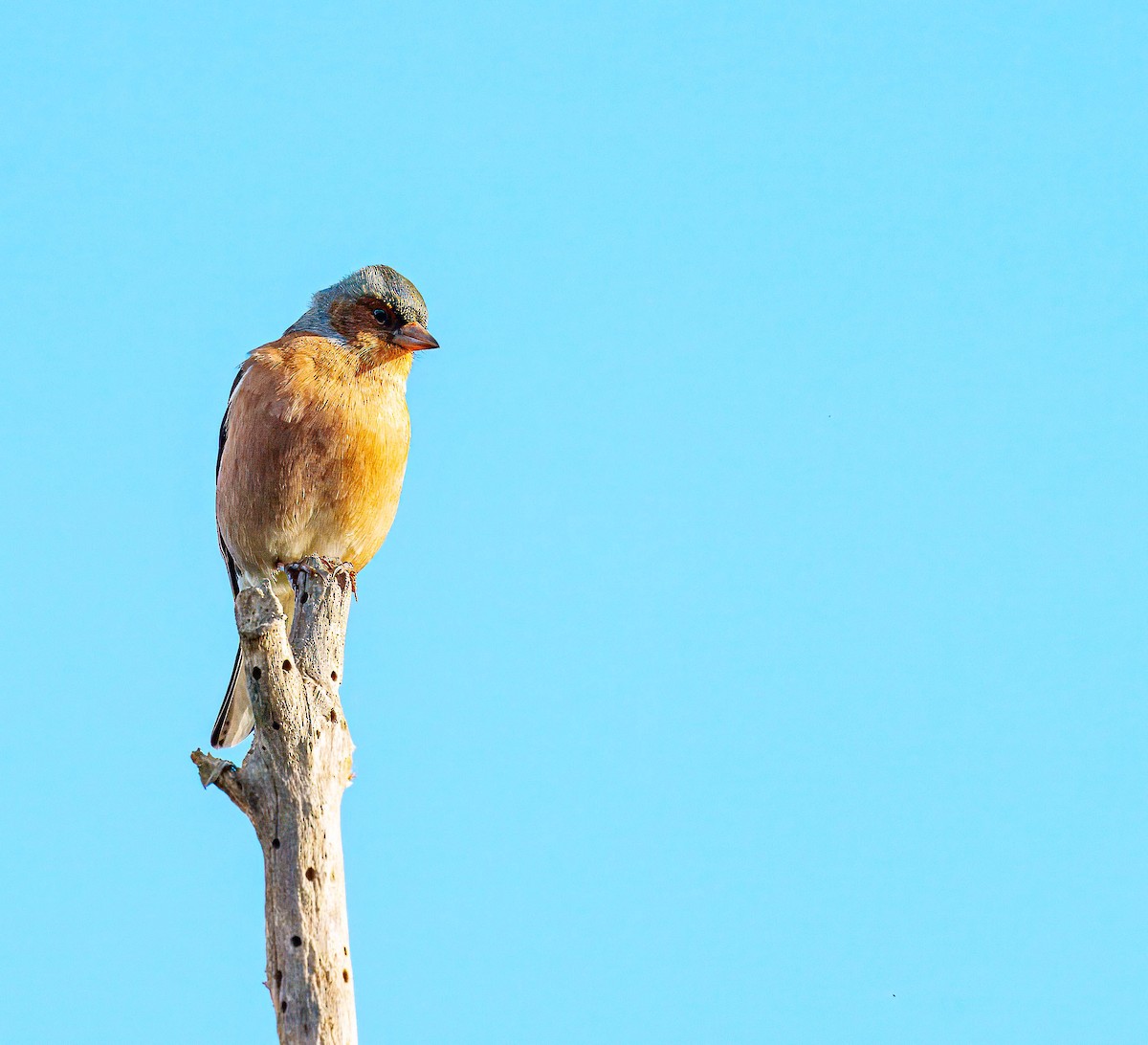 Common Chaffinch - ML638207576