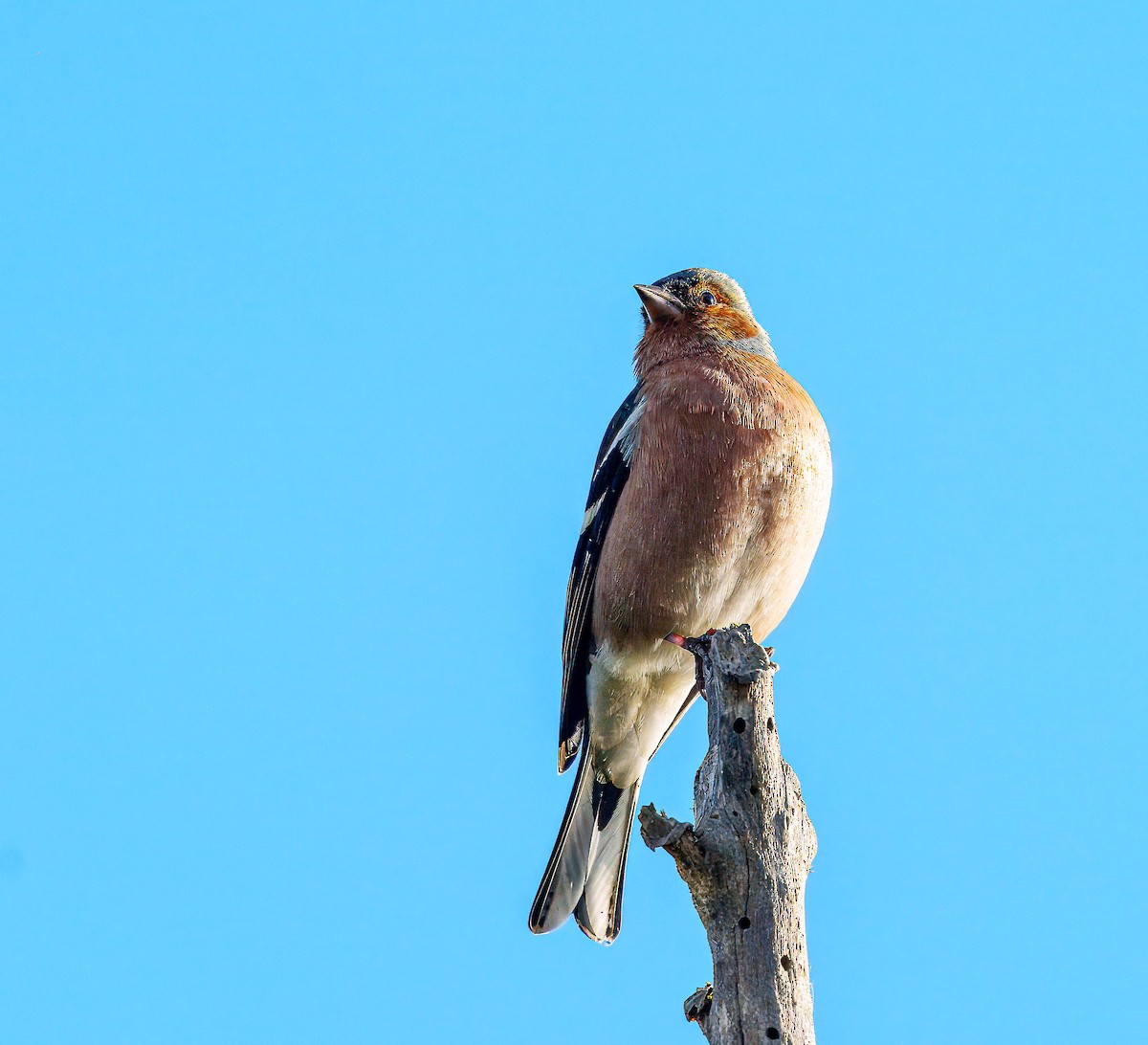 Common Chaffinch - ML638207578